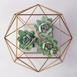 Sempervivum stone rose young